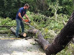 How Our Tree Care Process Works  in Hampton Bays, NY